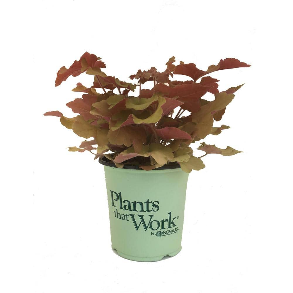 Plants That Work Coral Bells Plant (Heuchera) Caramel 17753 - The