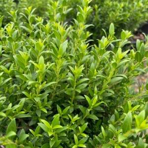 #5 Container Dwarf Myrtle Evergreen Shrub White Flowers (2-pack)