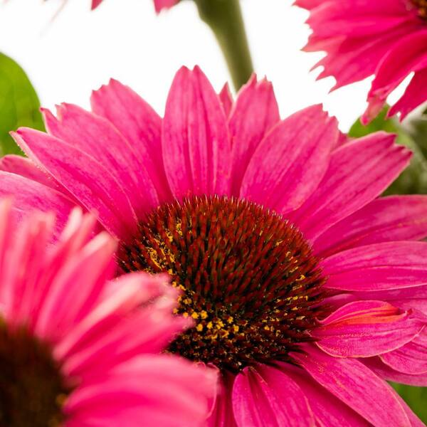 Vigoro 2 QT Echinacea Coneflower 'SunSeekers Magenta' Red