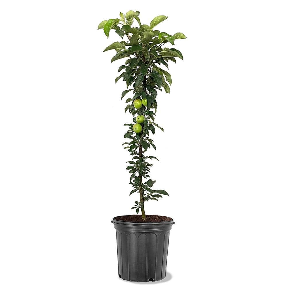 5 Gal. Golden Sentinel Columnar Apple Tree