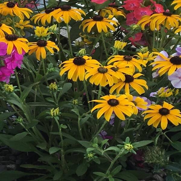 Unbranded 6 in. American Gold Rush Golden Yellow Black Eyed Susan Plant