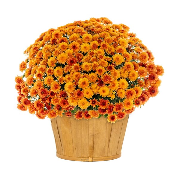 METROLINA GREENHOUSES 1.5 Gal. Orange Bushel Basket Mum Chrysanthemum Perennial Plant (1-Pack)