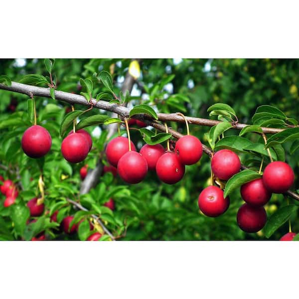 Online Orchards Dwarf Beauty Plum Tree Bare Root