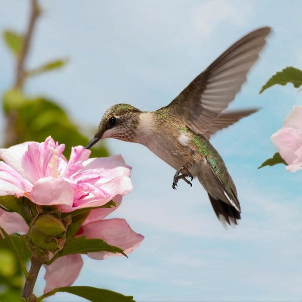 national PLANT NETWORK 8 in. Blue Chiffon Rose of Sharon Hibiscus Shrub with Blue Flowers in Grower Pot