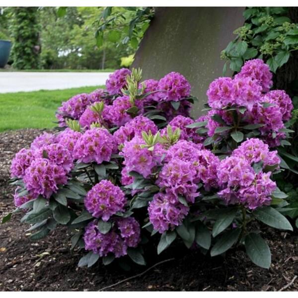 PROVEN WINNERS 3 Gal. Dandy Man Purple Rhododendron ColorChoice Shrub