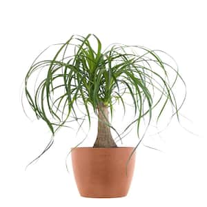 Ponytail Palm Bonsai Live Elephants Foot in 6 inch Premium Ecopots Terracotta Pot with Removeable Drainage Plug