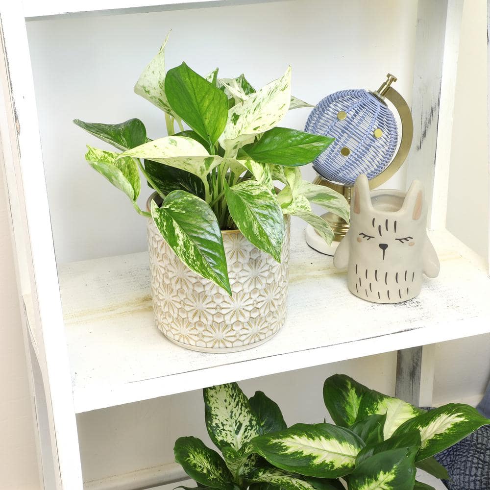 Marble Queen Pothos in Black Plastic Grow Pot