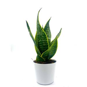 6 in. Snake Plant Sansevieria Plant Grower's Choice in White Deco Pot