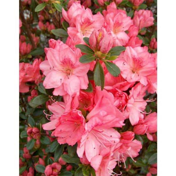 national PLANT NETWORK 2.25 Gal. Pink Ruffles Azalea Plant with Pink Blooms  HD7624 - The Home Depot