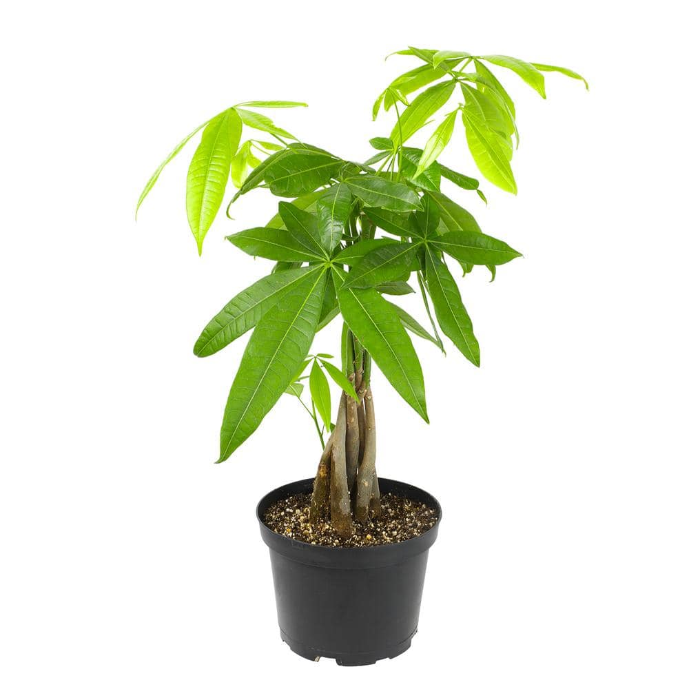6-Inch Money Tree Plant in Black Plastic Pot