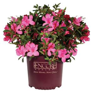 ENCORE AZALEA 2 Gal. Autumn Chiffon Shrub with Bicolor White and ...