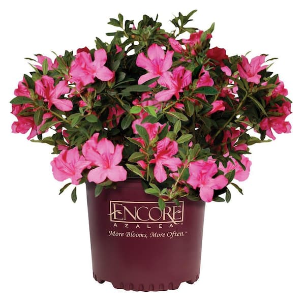 ENCORE AZALEA 2 Gal. Autumn Sangria Azalea Bush with Reblooming Neon Pink Flowers - Low-Maintenance Evergreen Shrub