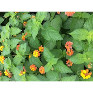 Lantana Plants mix, 3 Total Plants in 3 separate 4 in. pots