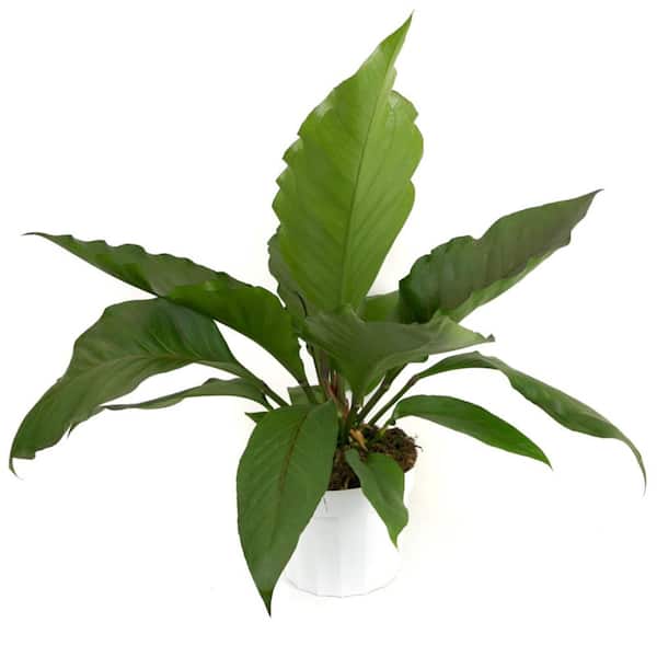 Wekiva Foliage Big Red Bird Anthurium-Live Starter Plants in 2 in. Growers Pots-Anthurium-Elegant Indoor Houseplant