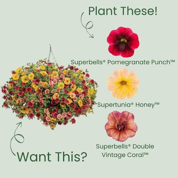 PROVEN WINNERS 4.25 in. Eco+ Grande Superbells Pomegranate Punch