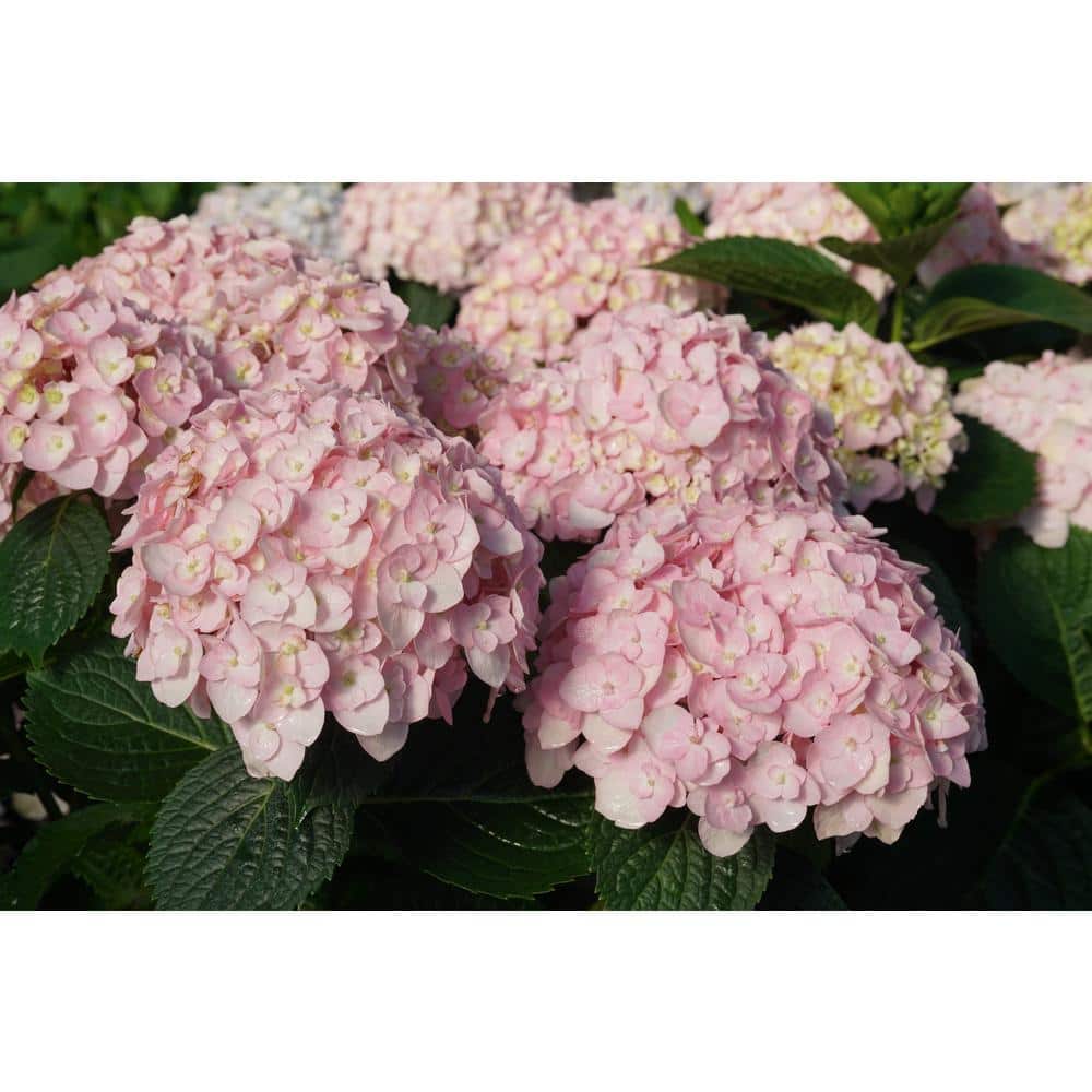 Hydrangea4937　1202 Endless Summer® BloomStruck® Hydrangea - Striking