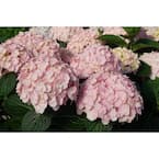 Hydrangea4937　1202 Hydrangea, Bigleaf 'Endless Summer® Bloomstruck™' | Gertens