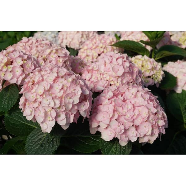 Proven Winners 1 Gal. Wee Bit Innocent Bigleaf Hydrangea (Hydrangea ...