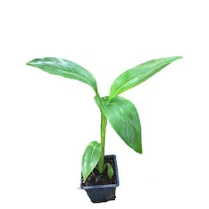 4 in. Container Musa Banana Plant
