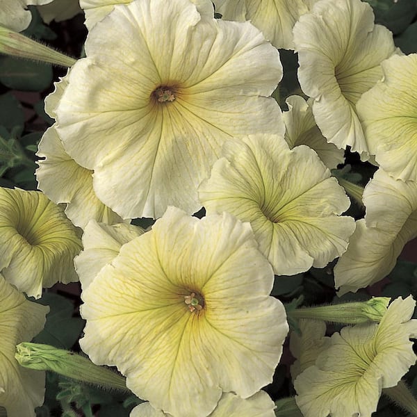 VIGORO 2.5 qt. Bee's Knees Petunia Annual Plant with Yellow Flowers in Deco Pot