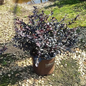 3 Gal. Red Diamond Midsize Loropetalum, Evergreen Shrub with Purple Foliage, Red Ribbon Blooms