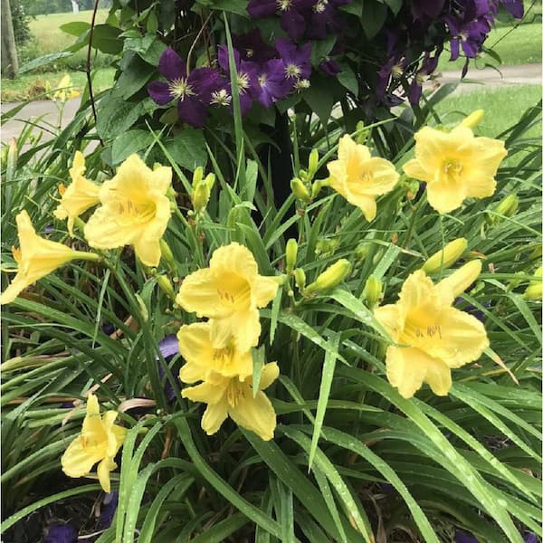 Vigoro 2.5 Qt. Day Lily Yellow Flowers in 6.3 in. Plastic Grower's Pot (2-Packs)