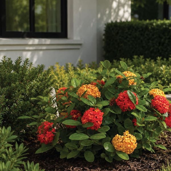 NATURE'S WAY FARMS 2 qt. Maui Duo Ixora Tropical Flowering Shrub