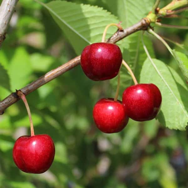 Unbranded 7 Gal. Sweetheart Cherry Tree