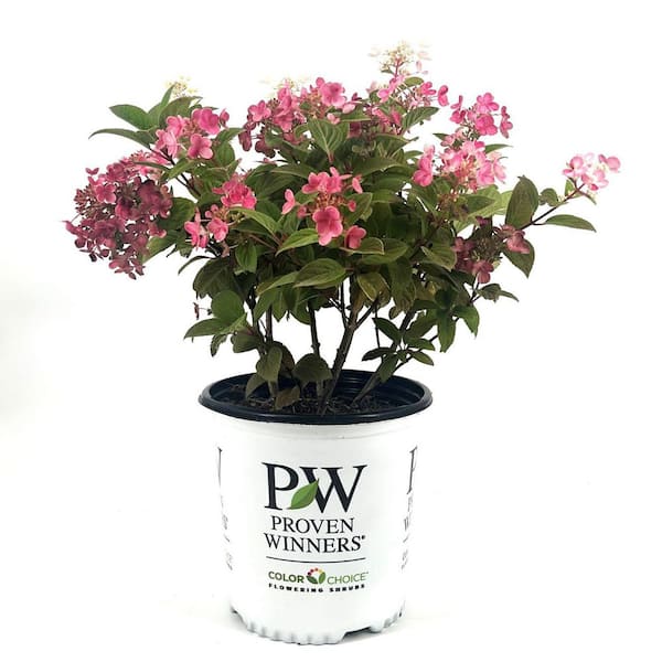 PROVEN WINNERS 2 Gal. Little Quick Fire Hydrangea Live Shrub with Pink and White Flowers