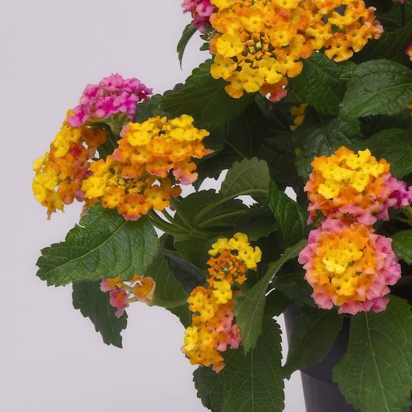 ララ様専用オーダー 門松86、ウォールフラワー118ガーランド ララ様