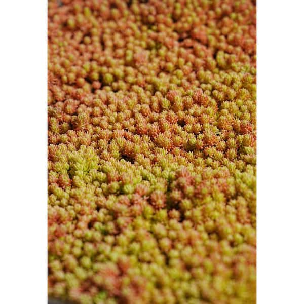 Cesicia Sedum Blue Carpet Spreading Plant (10-Pack)
