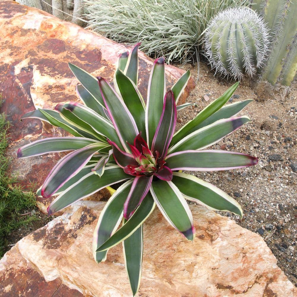 Neoregelia Raphael Variegated Green and Purple Bromeliad in Yellow Planter