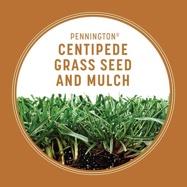 Centipede Grass Seed 1 Lb - Dense Lawn Seed For Southern Lawns, Low Maintenance Turf