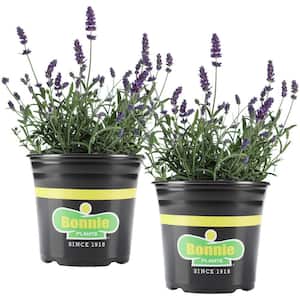 25 oz. Lavender Herb Plant (2-Pack)