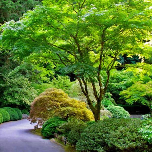 Unbranded 7 Gal. Green Japanese Maple Ornamental Tree