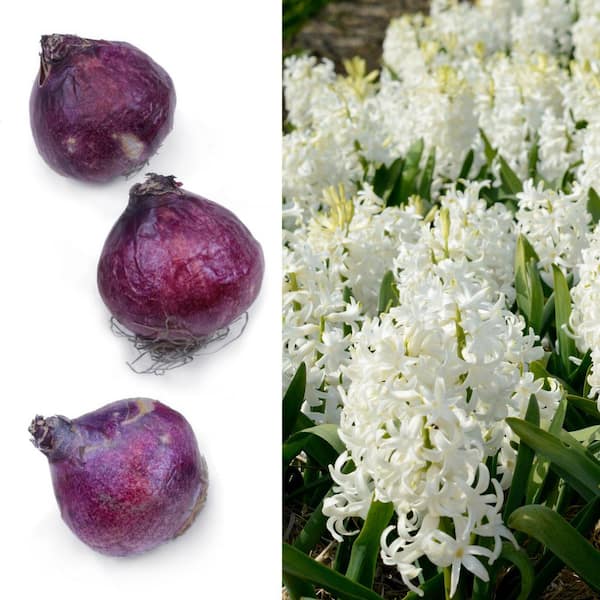 Hyacinth Aiolos Bulbs (20-Pack)