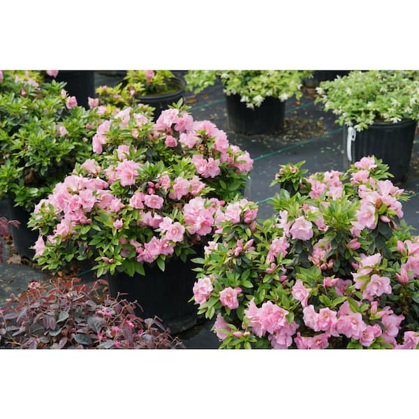 PROVEN WINNERS 2 Gal. Perfecto Mundo Double Pink Reblooming Azalea