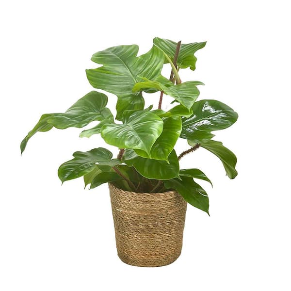 Philodendron Prismacolor Indoor Plant Emerald Ripcurl in 7 in. Wicker Jute Basket