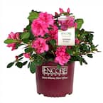 3 Gal. Autumn Rouge Azalea Shrub with Bright Pink Flowers