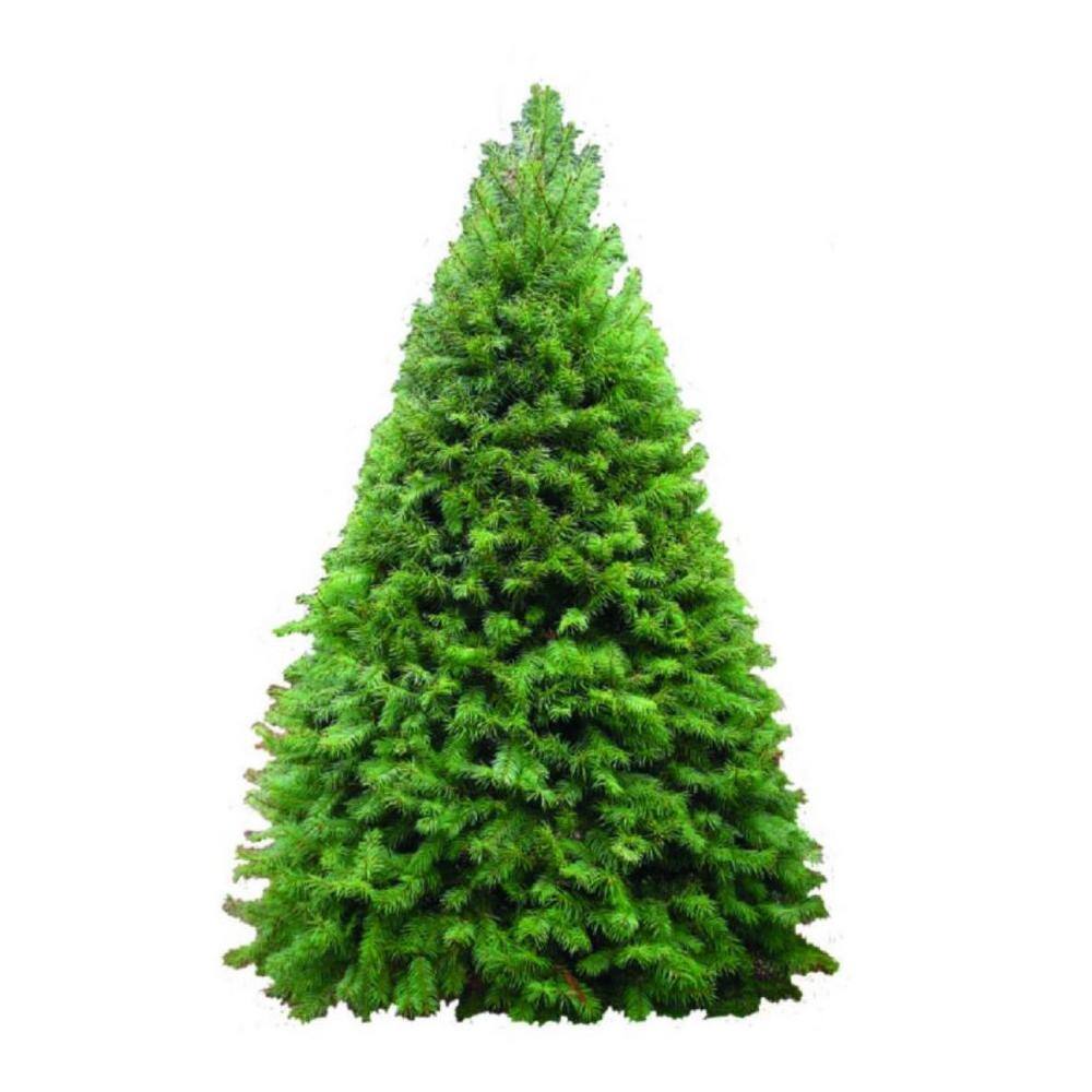7-8 ft. Freshly Cut Live Pseudotsuga Douglas Fir Christmas Tree