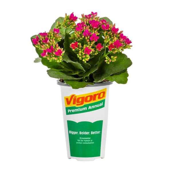 Vigoro 1.5 PT Kalanchoe Calandiva Mere' Pink Annual Plant 1007426894 - The  Home Depot