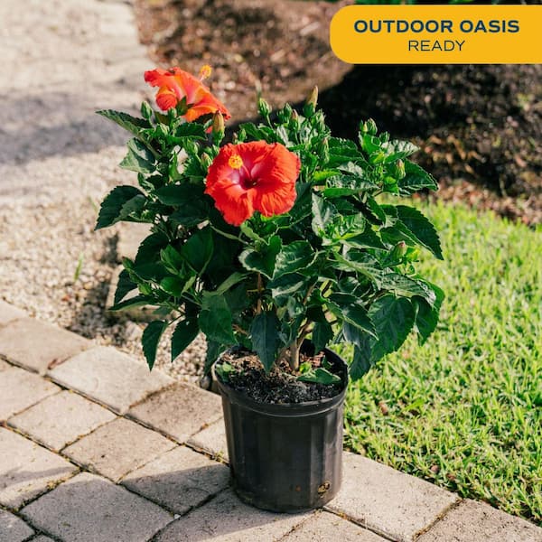 Grower's Choice Premium Hibiscus Flowering Outdoor Bush in 10 in. Grower Pot, Avg. Shipping Height 2-3 ft. Tall
