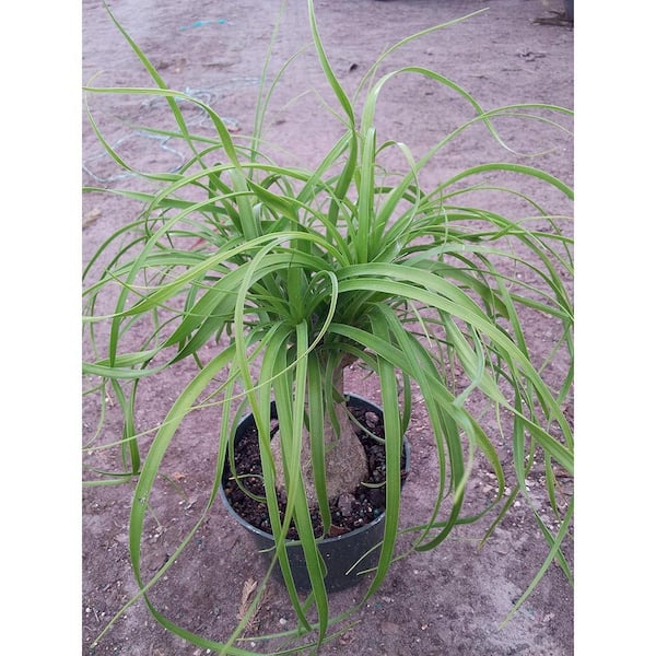 Wekiva Foliage Ponytail Palm-Live Plant in an 8 Inch Pot