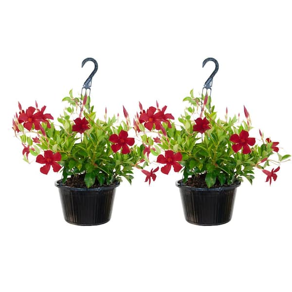 United Nursery Red Mandevilla Flowering Live Outdoor Plant Premium 10 inch Hanging Basket (2-Pack)