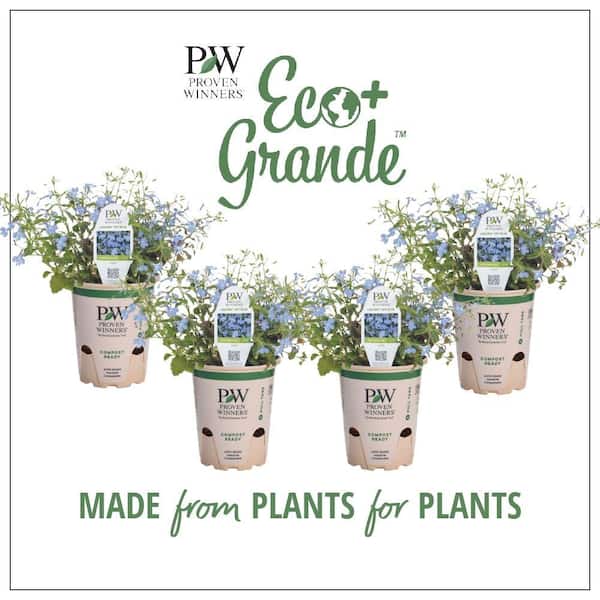 4.25 in. Eco+Grande Laguna Sky Blue (Lobelia) Live Plant, Light Blue Flowers (4-Pack)