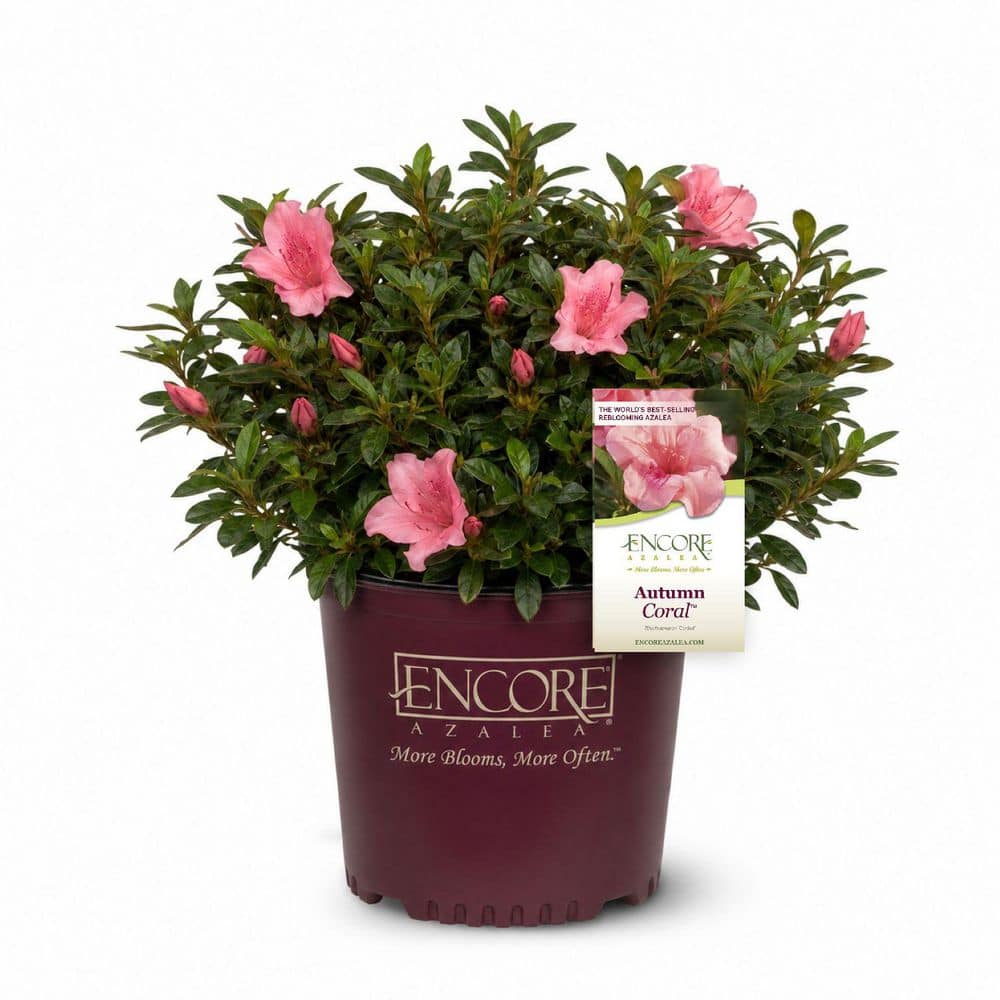 ENCORE AZALEA 3 Gal. Autumn Coral Azalea Shrub with Reblooming