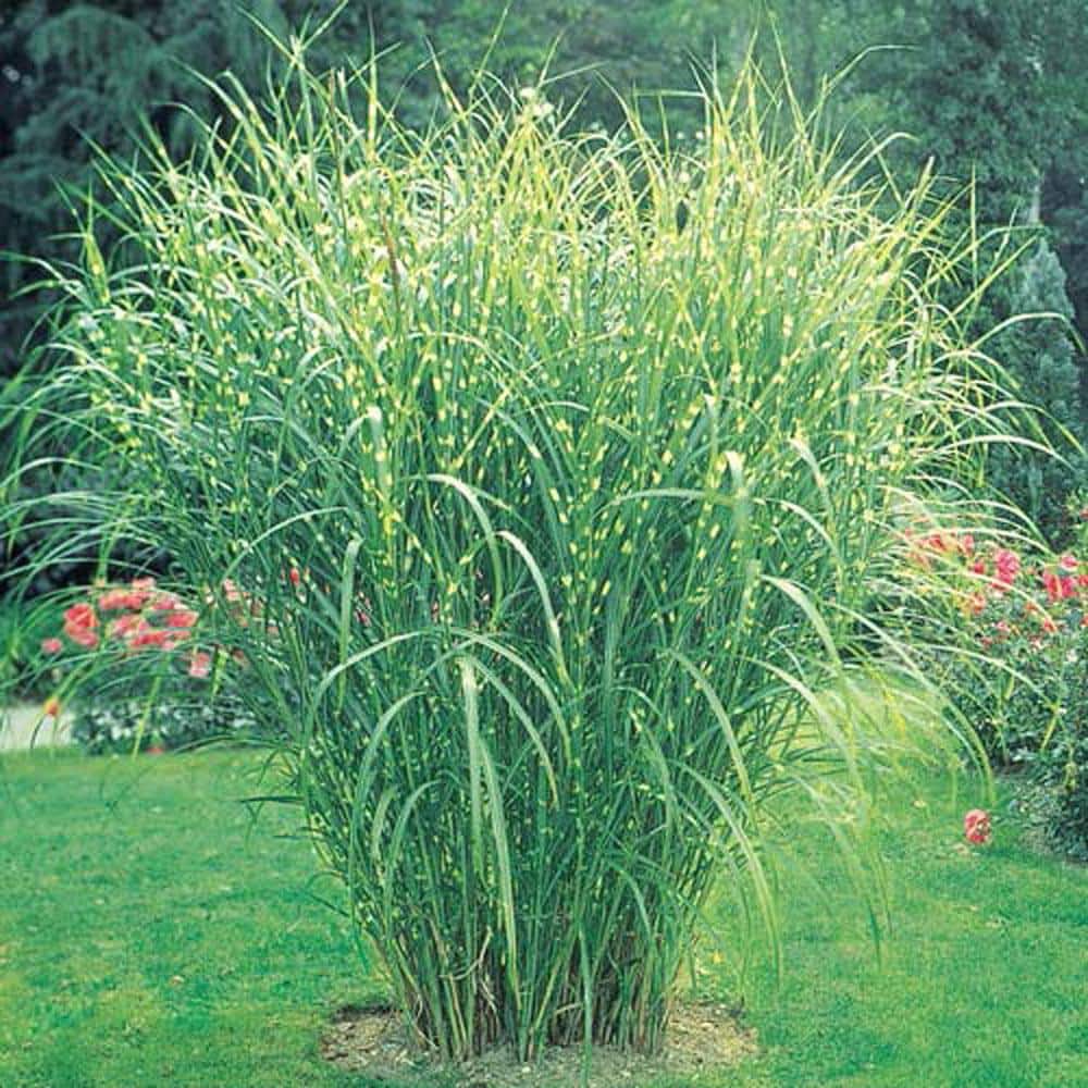 DIRECT GARDENING Zebra Miscanthus Ornamental Grass Dormant Bare Root ...