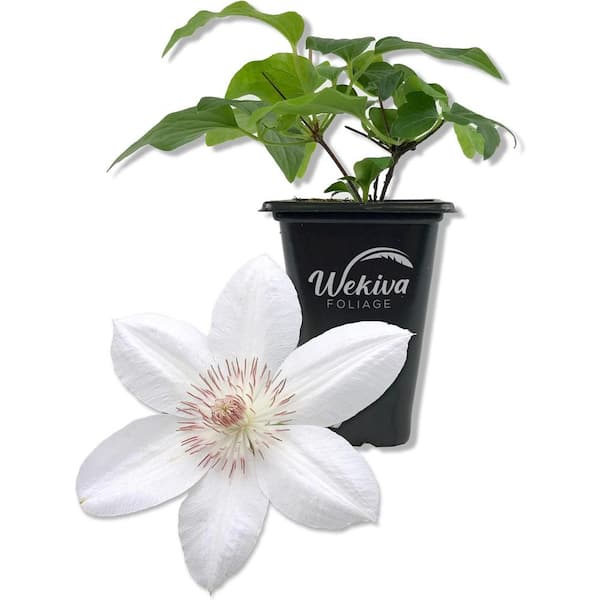 Wekiva Foliage Clematis Henryi-Live Starter Plant in a 2 Inch Growers Pot-Starter Plants Ready-Beautiful White Flowering Vine