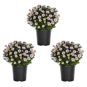 2 QT. Purple Aster Perennial Plant (3-Pack)