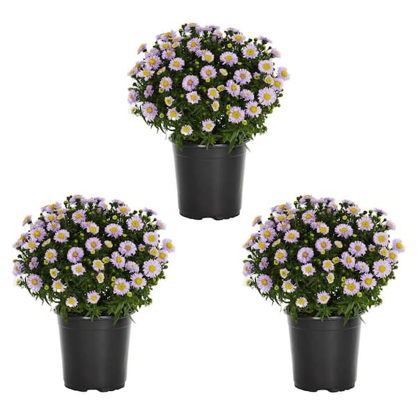 METROLINA GREENHOUSES 2 QT. Purple Aster Perennial Plant (3-Pack)